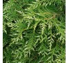 Туя западная Смарагд Вариегата (Smaragd Variegata)C2